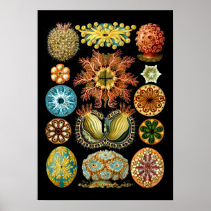 Affiche Ascidiae marine vintage par Ernst Haeckel