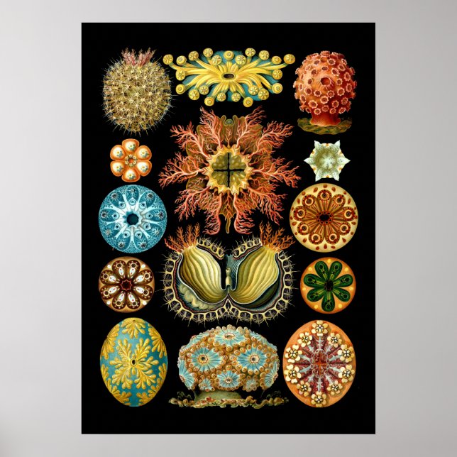 Affiche Ascidiae marine vintage par Ernst Haeckel (Devant)