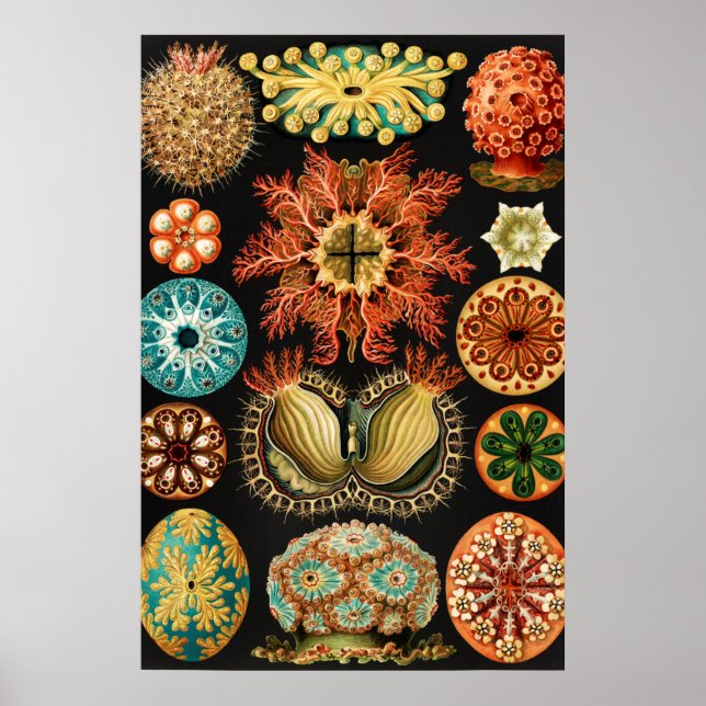 Affiche Ascidiae, Seescheiden Marine Life by Ernst Haeckel (Devant)