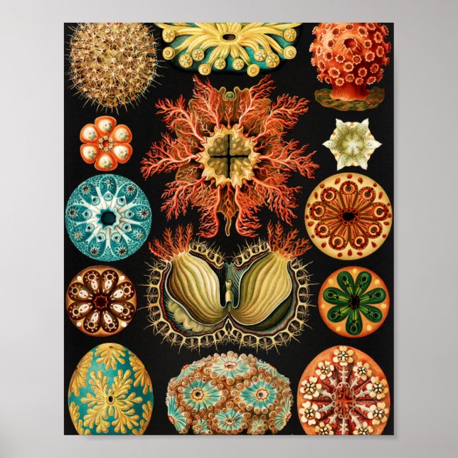 Affiche Ascidiae, Seescheiden Marine Life by Ernst Haeckel (Devant)