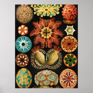 Affiche Ascidiae, Seescheiden Marine Life par Ernst Haecke