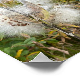 Affiche Asclépiade   Naturel