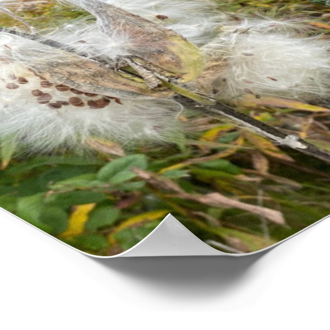 Affiche Asclépiade | Naturel (Coin)