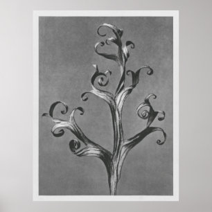 Affiche Asclepias Syriaca (algue commune) agrandie 18 ti