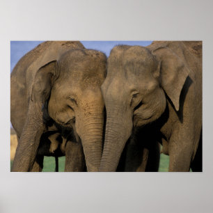 Affiche Asia, India, Nargahole National Park. Indian
