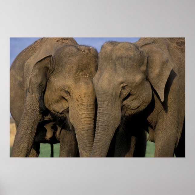 Affiche Asia, India, Nargahole National Park. Indian (Devant)