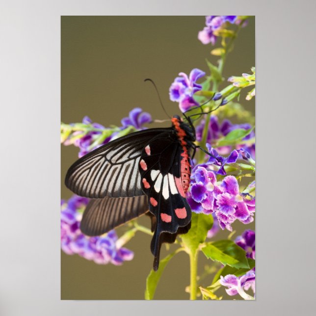 Affiche Asie du Sud-Est, Thaïlande, Doi Inthanon, Papilio (Devant)