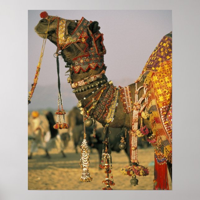 Affiche Asie, Inde, Pushkar. Chameau Shamu , Pushkar (Devant)