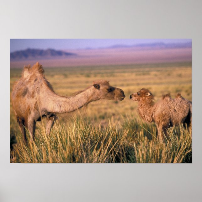 Affiche Asie, Mongolie, Désert de Gobi, Grand Gobi (Devant)