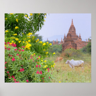 Affiche Asie, Myanmar (Birmanie), Bagan (Pagan). Vaches