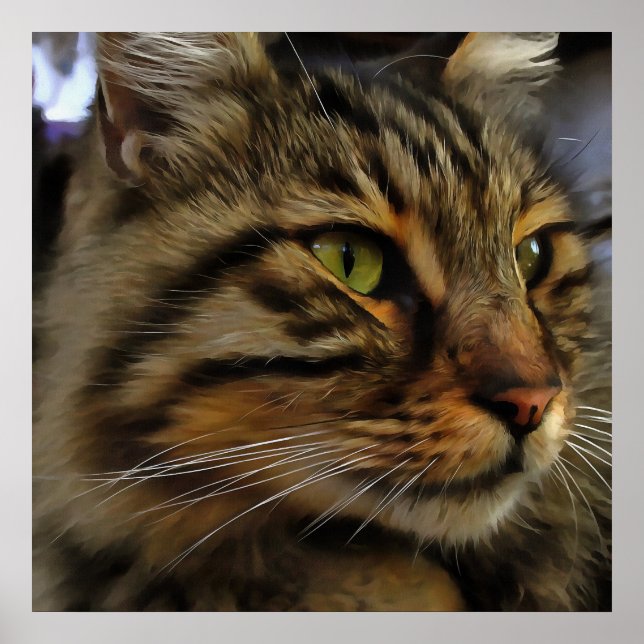 Affiche Aslan Le Long Haired Tabby Cat (Devant)