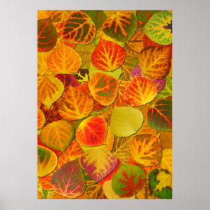 Affiche Aspen Feuilles Collage Solid Medley 1