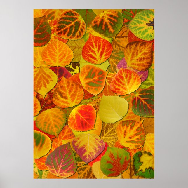 Affiche Aspen Feuilles Collage Solid Medley 1 (Devant)