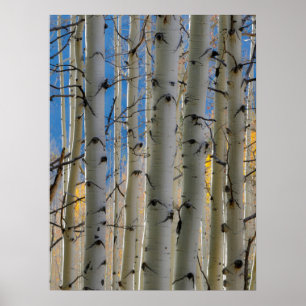 Affiche Aspen Groves   Colorado Montagnes Rocheuses