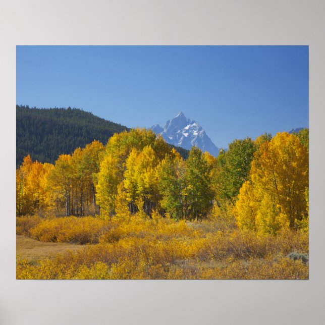 Affiche Aspen trees with the Teton mountain (Devant)