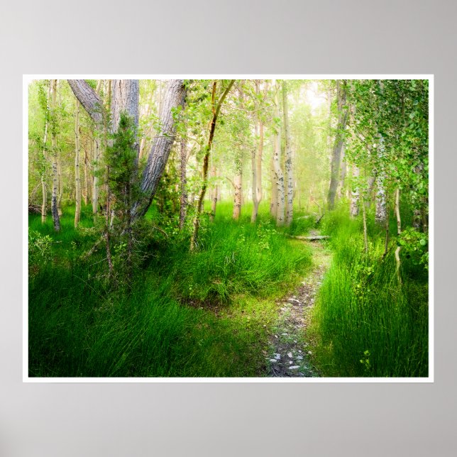 Affiche Aspens and Lush Grasses at Convict Lake Photo (Devant)