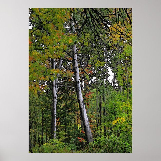 Affiche Aspens d'automne (Devant)