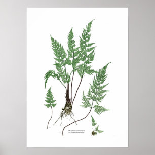Affiche Asplenium adiantum nigrum
