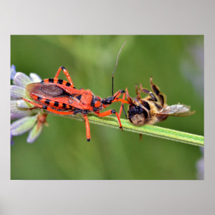 Affiche Assassin insecte mangeant une abeille