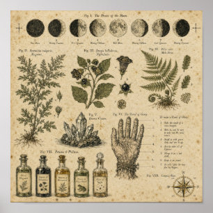 Affiche Assiette botanique des phases lunaires de Witchcor