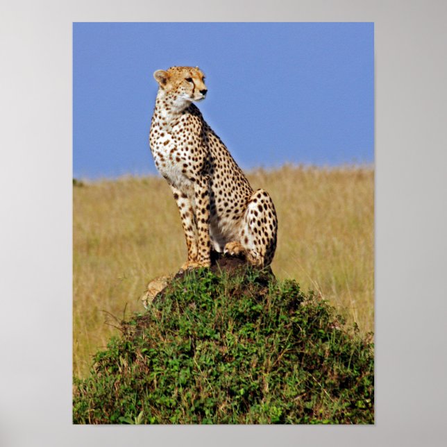Affiche Assis Cheetah (Devant)