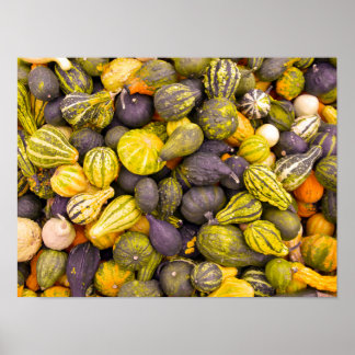 Affiche Assortiment Coloré de Courges