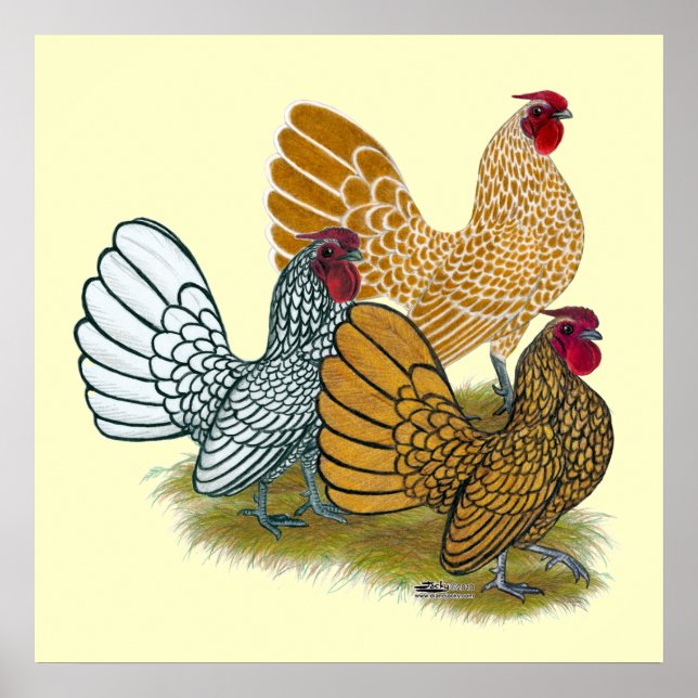 Affiche Assortiment de Sebright Rooster (Devant)