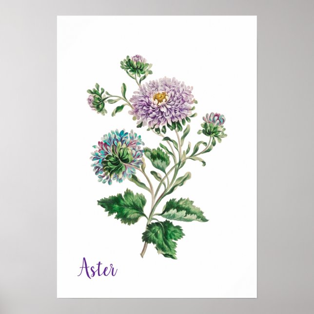 Affiche Aster botanique à l'aquarelle bleue et violette (Devant)