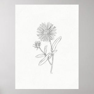 Affiche Aster Sketch Print