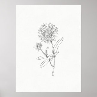Affiche Aster Sketch Print
