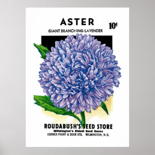 Affiche Aster Vintage Seed Packet