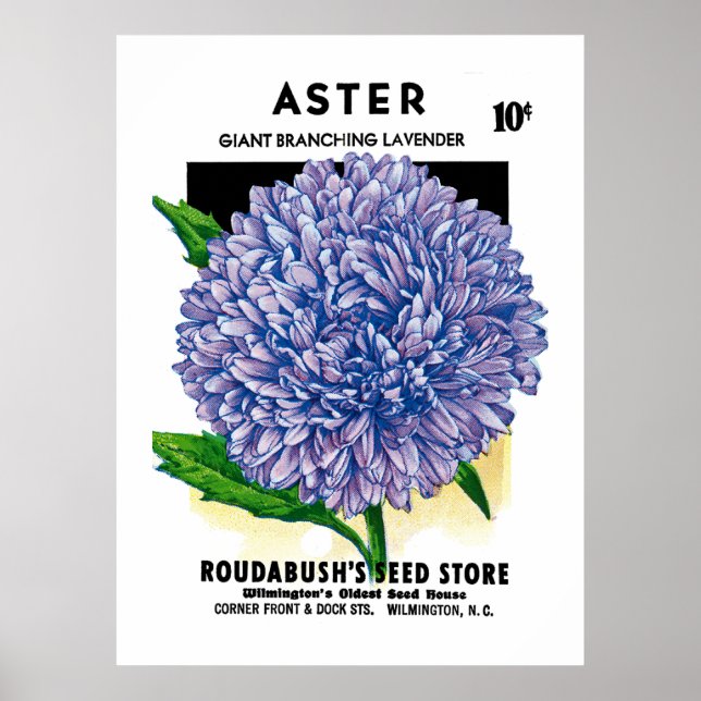 Affiche Aster Vintage Seed Packet (Devant)