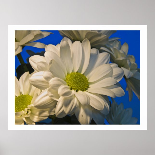 Affiche Asters (Devant)