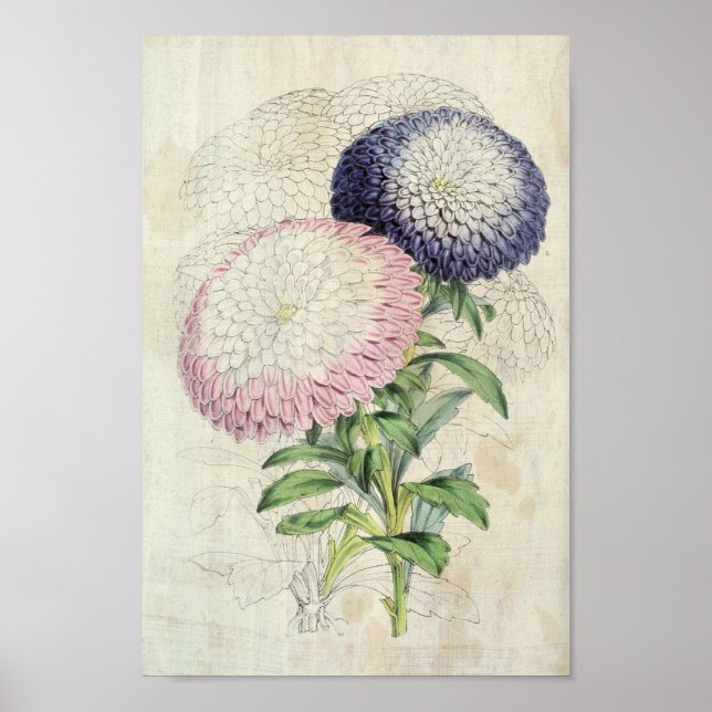 Affiche Asters nains vintages à fleurs (Devant)