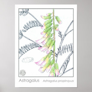 Affiche Astragalus Fleurs roses Plante de Herbe Médicale