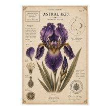 Astral Iris Musée Victorien de Botanique
