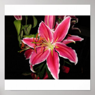 Affiche Astronome Lilly