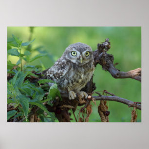 Affiche Athene noponctua