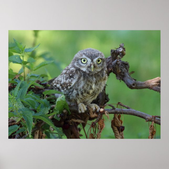 Affiche Athene noponctua (Devant)