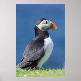 Affiche Atlantic Puffin (Fratercula Arctica) On Cliff