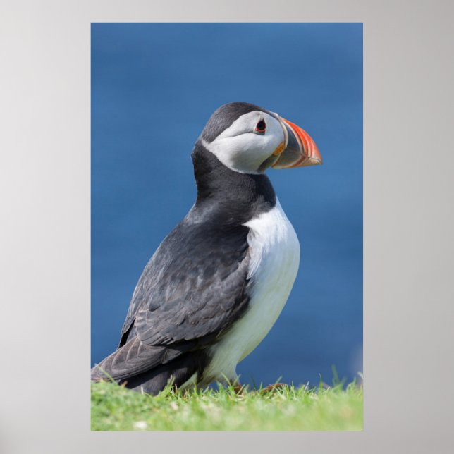 Affiche Atlantic Puffin (Fratercula Arctica) On Cliff (Devant)