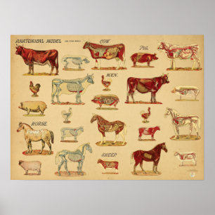 Affiche Atlas d'anatomie des animaux de ferme