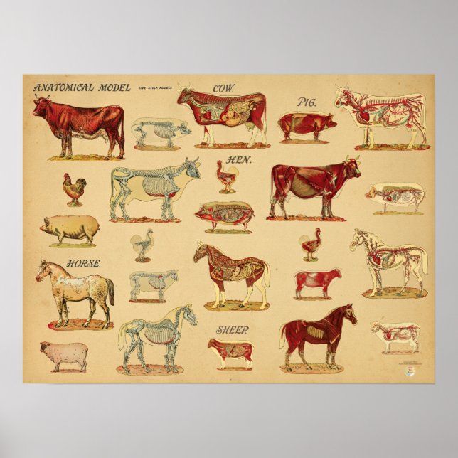 Affiche Atlas d'anatomie des animaux de ferme (Devant)