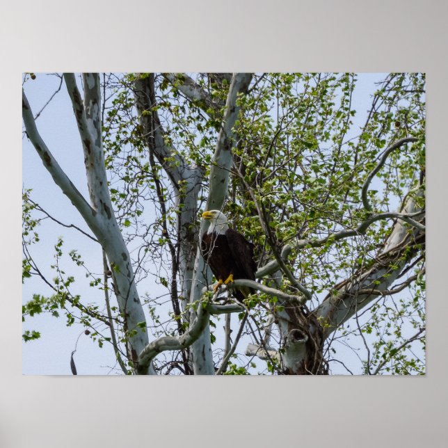 Affiche Attention aux aigles (Devant)