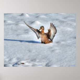 Affiche Atterrissage du canard-Majard Photo de la faune