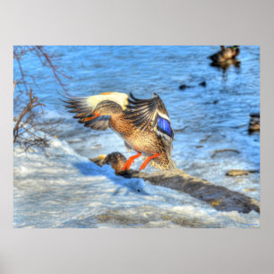 Affiche Atterrissage du canard-Majard Photo de la faune