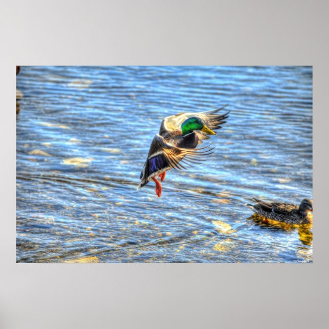 Affiche Atterrissage du canard Mallard Drake II Photo de l (Devant)