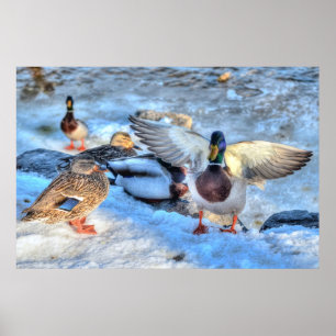 Affiche Atterrissage du canard Mallard Drake Photo de la f