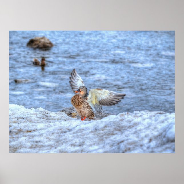 Affiche Atterrissage Mallard Duck 3 Photo Faune Imprimer (Devant)