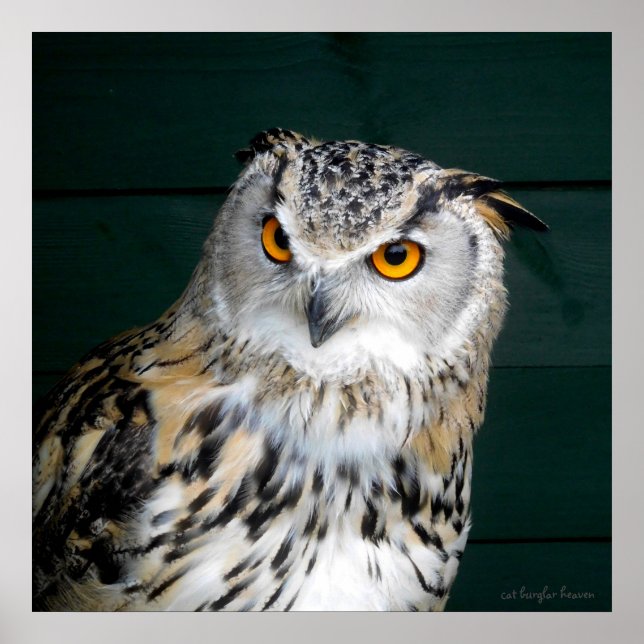 Affiche 'Attitude' - Hibou (Devant)